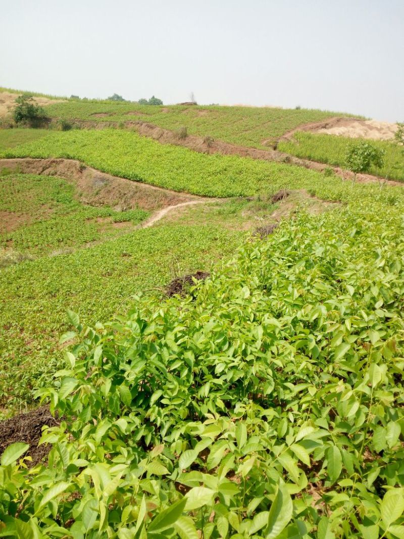 薄壳香核桃苗一年苗50~100cm