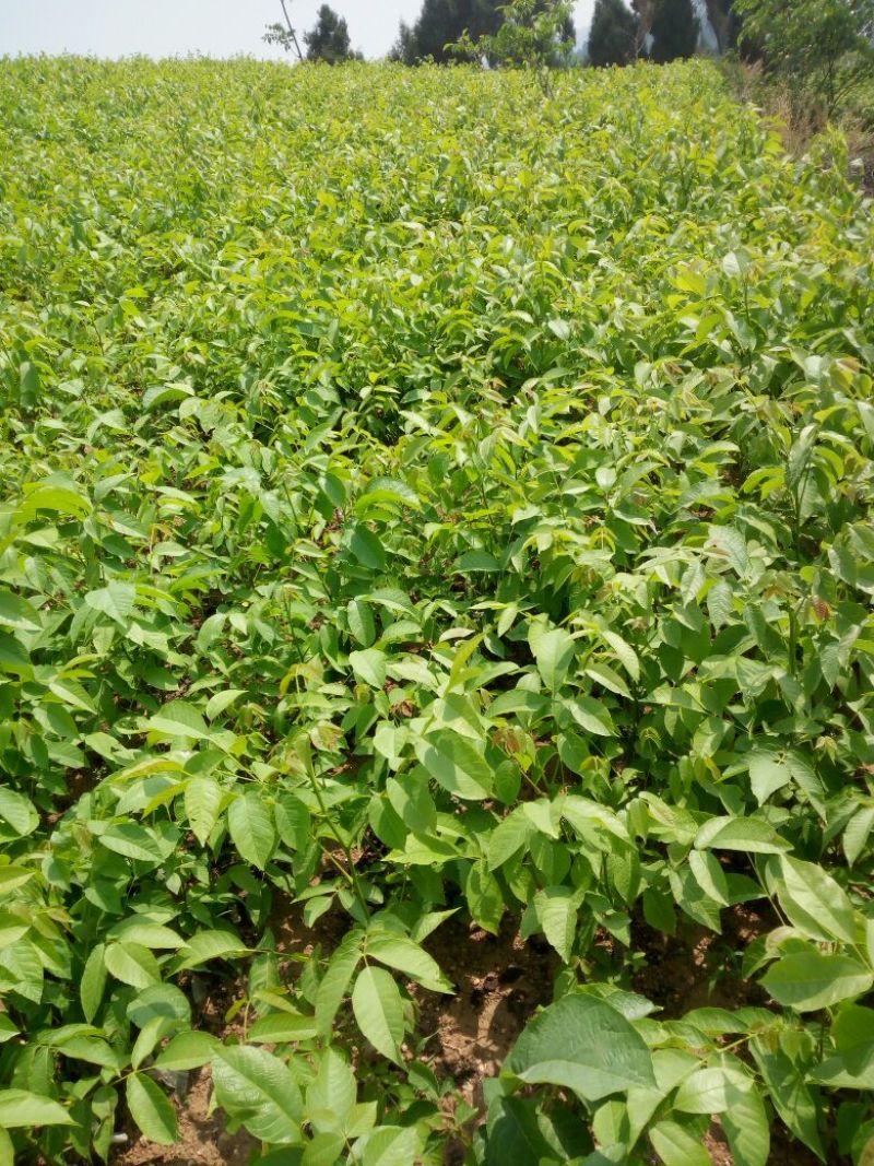 薄壳香核桃苗一年苗50~100cm