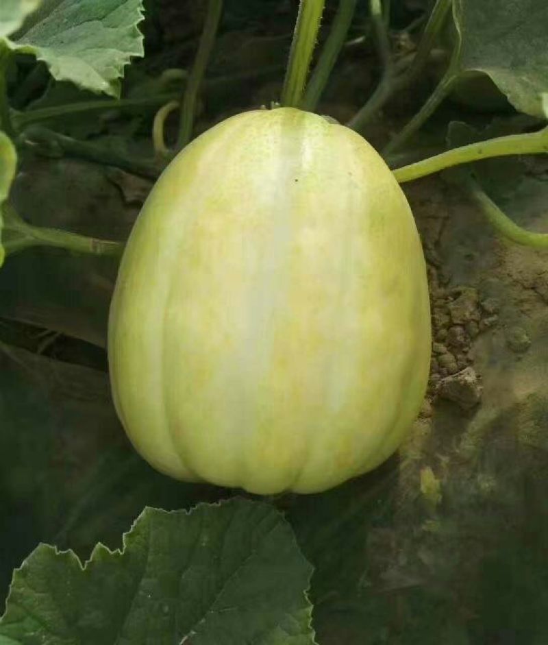 玉甜脆香瓜0.3斤以上