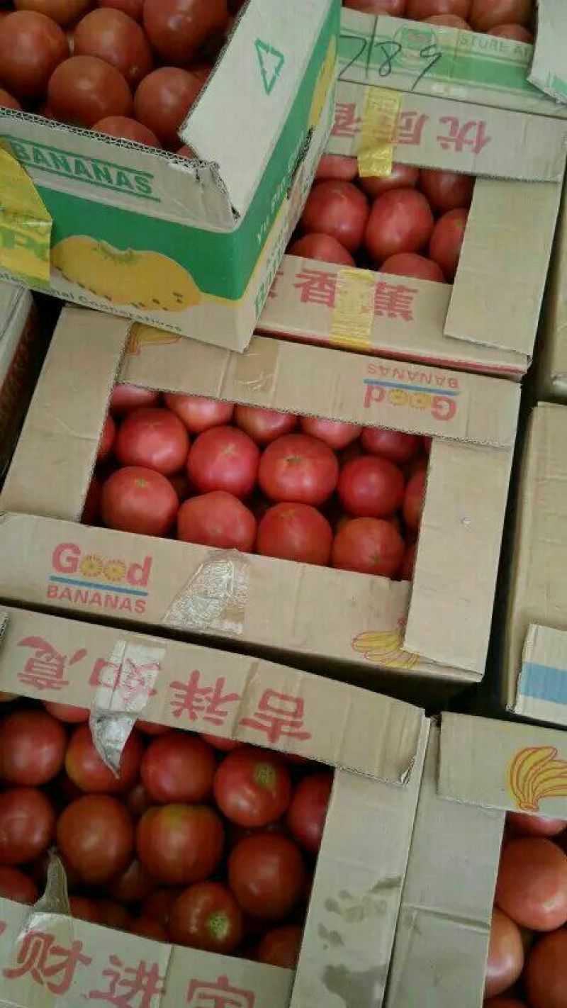 硬粉西红柿弧二以上硬粉精品