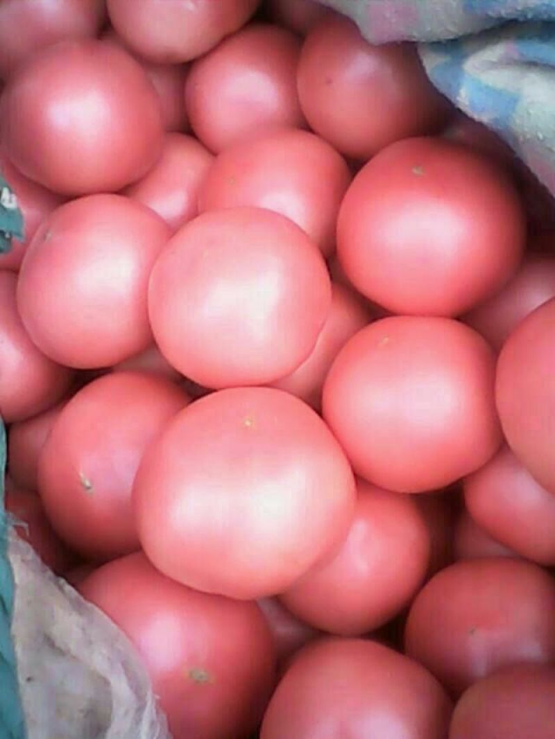 硬粉西红柿弧二以上硬粉精品