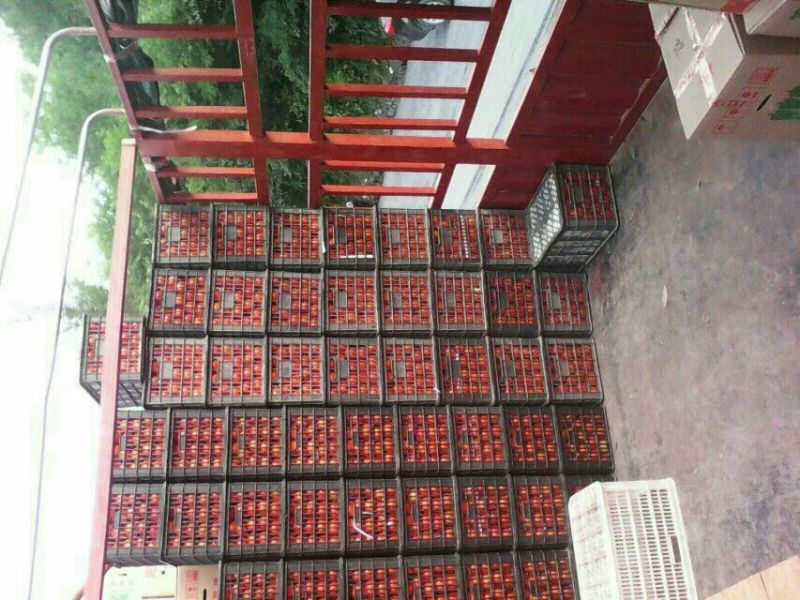 硬粉西红柿弧二以上硬粉精品