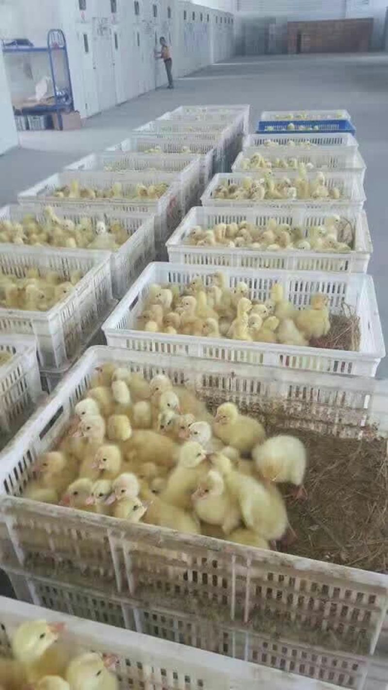 鹅苗250g以下