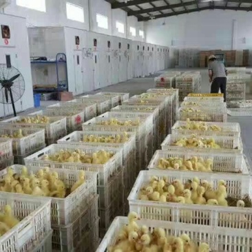 鹅苗250g以下