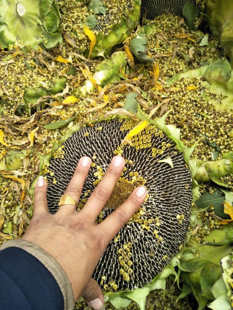 向日葵1.5~2米