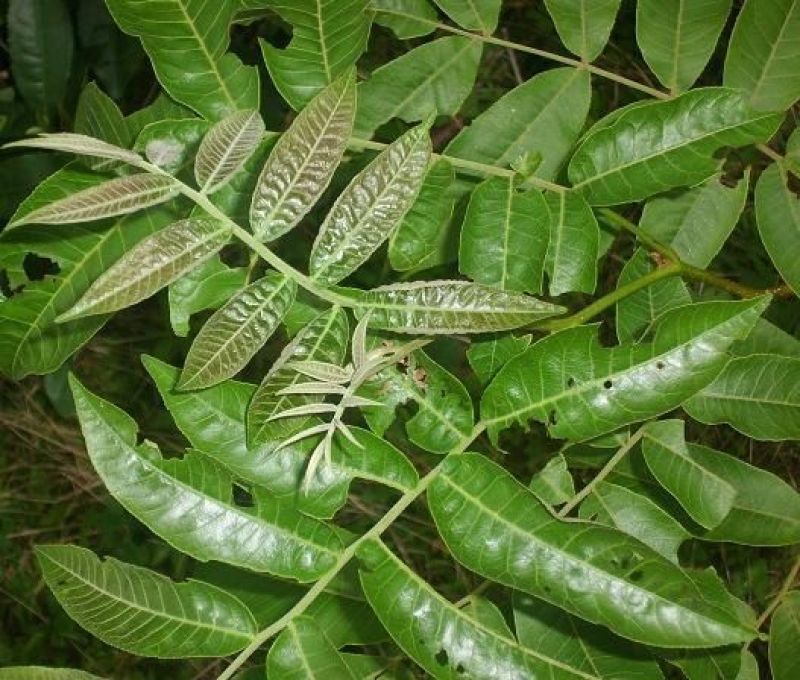 青钱柳茶二级