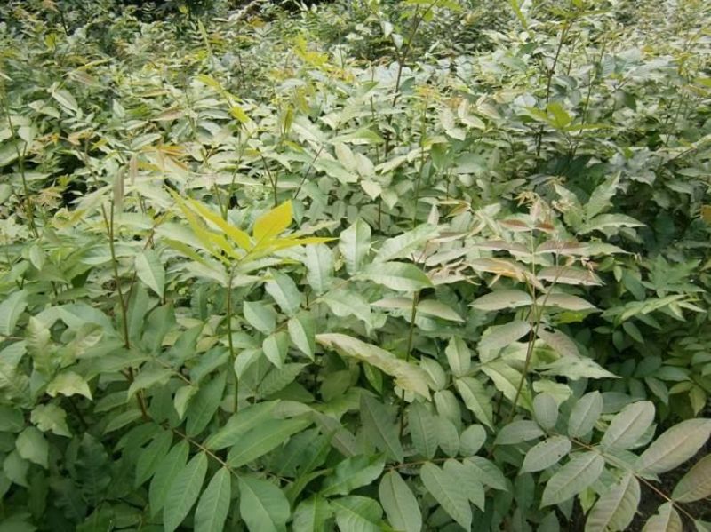青钱柳茶二级