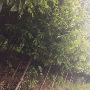 小叶桢楠