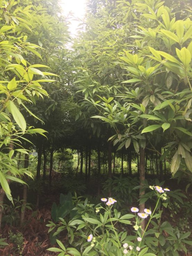 小叶桢楠