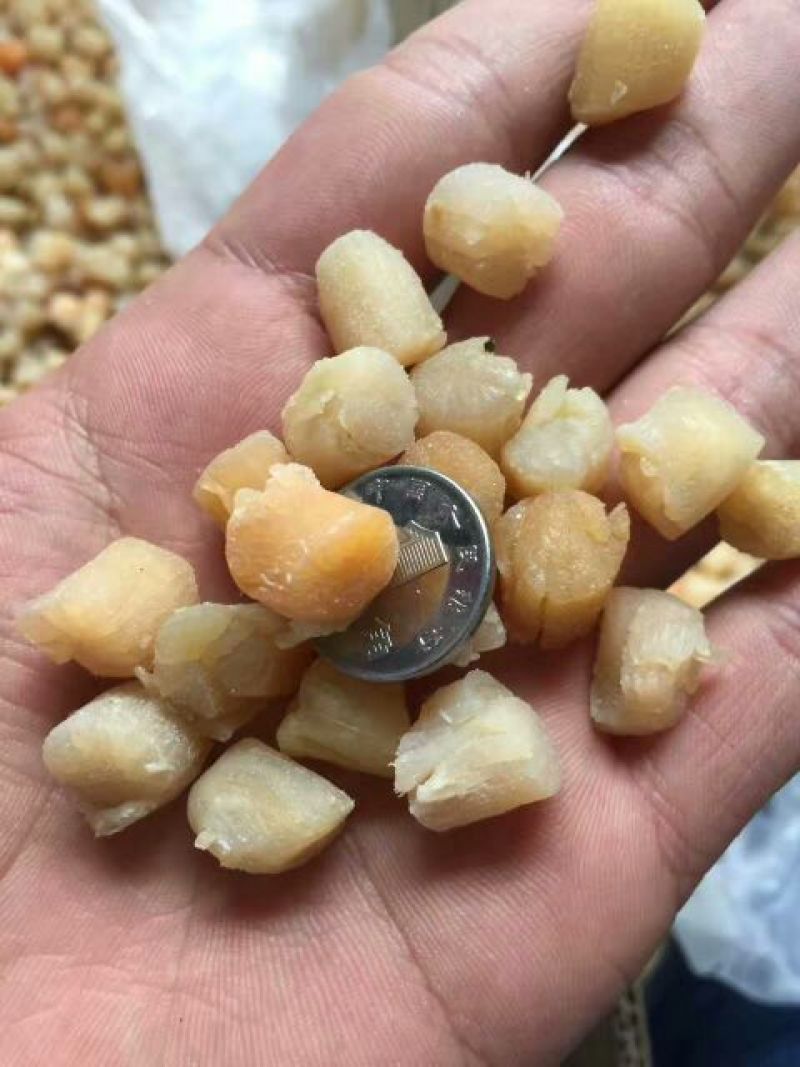 干瑶柱