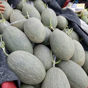 伽师瓜3斤以上长圆形