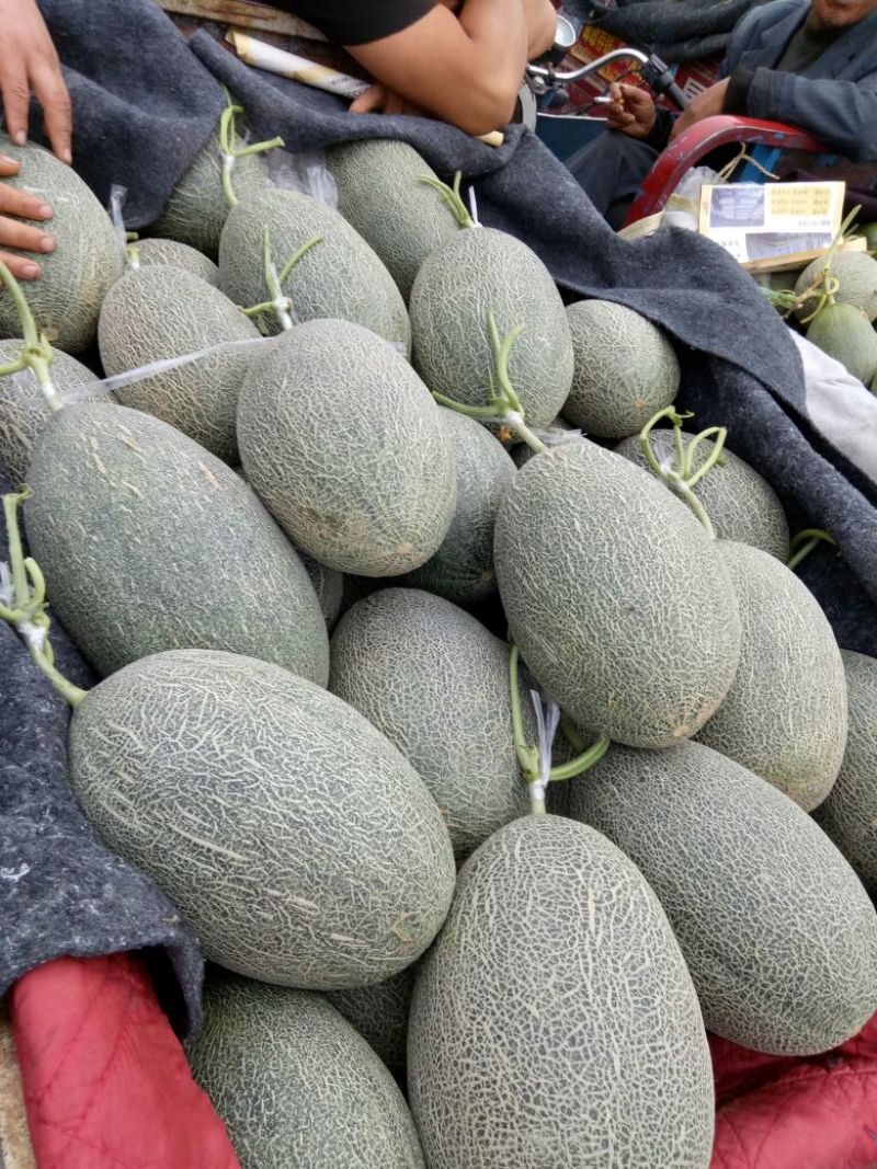 伽师瓜3斤以上长圆形
