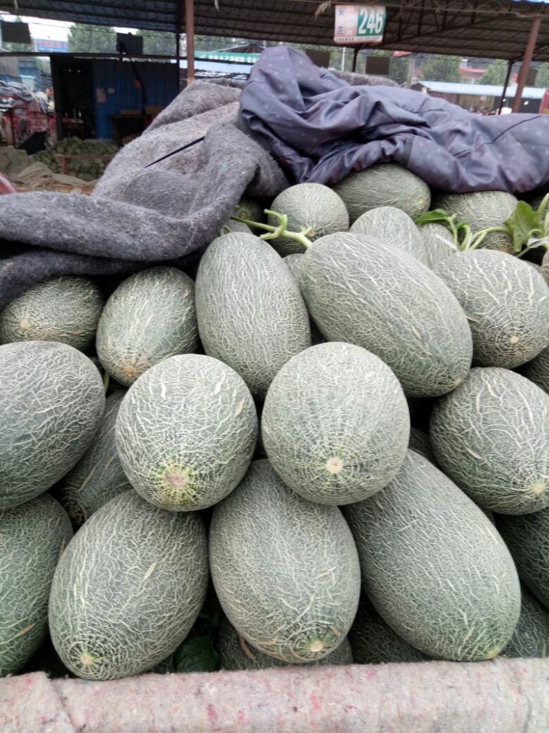 伽师瓜3斤以上长圆形