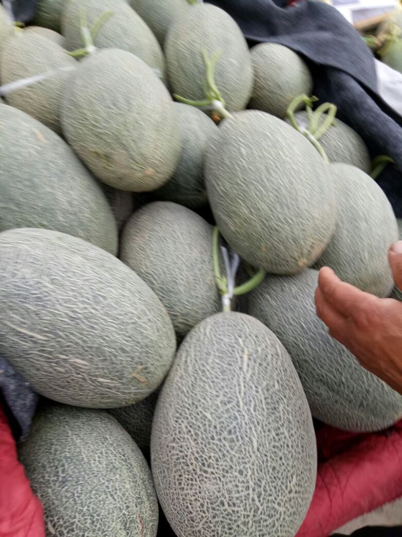 伽师瓜3斤以上长圆形