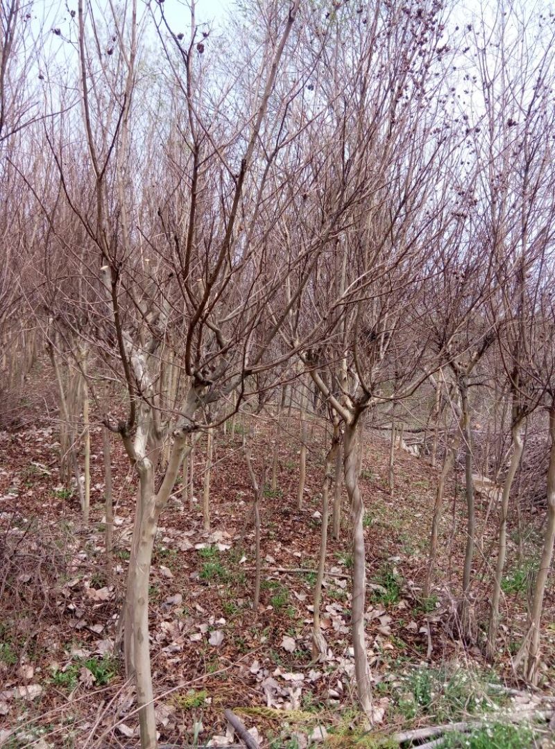 百日红2~4cm0.5~1米1~2米