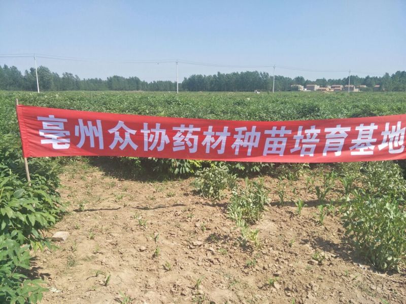 板蓝根种子97%以上