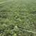 京欣西瓜8斤打底9成熟1茬