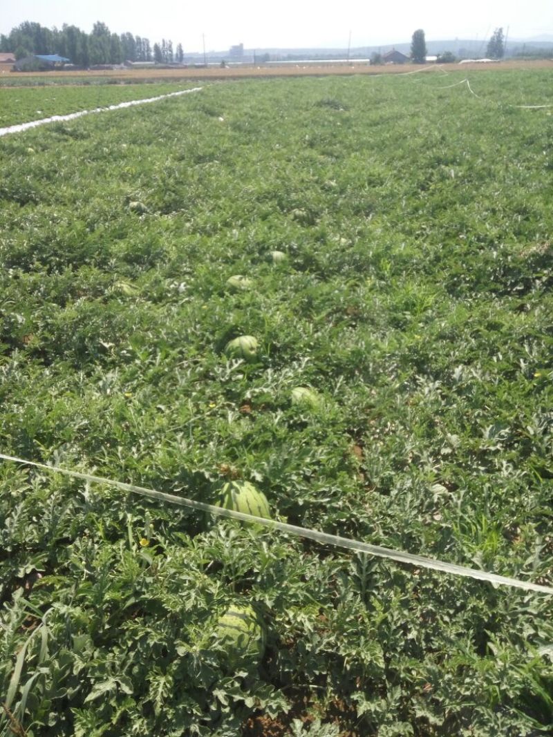 京欣西瓜8斤打底9成熟1茬