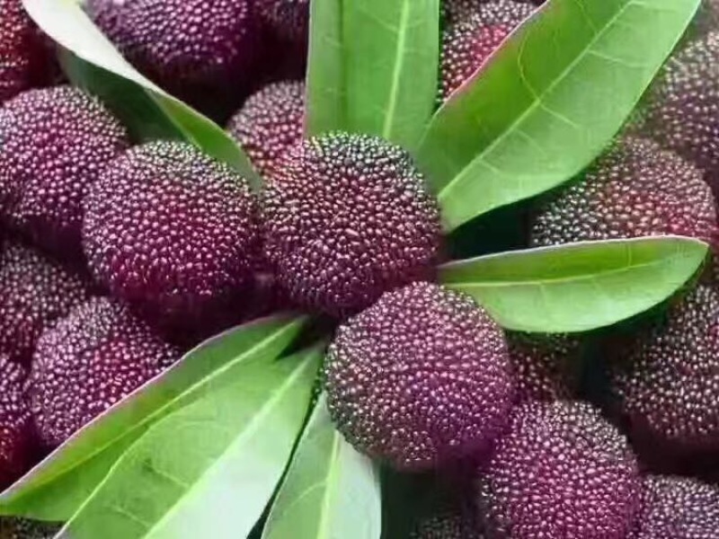 仙居杨梅