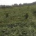 湖南早佳8424西瓜7斤打底9成熟1茬