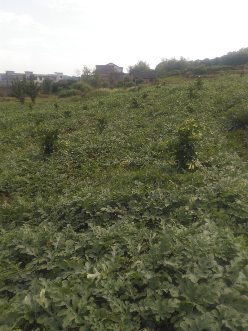 湖南早佳8424西瓜7斤打底9成熟1茬