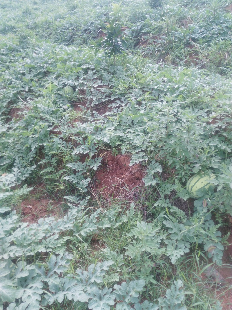 湖南早佳8424西瓜7斤打底9成熟1茬