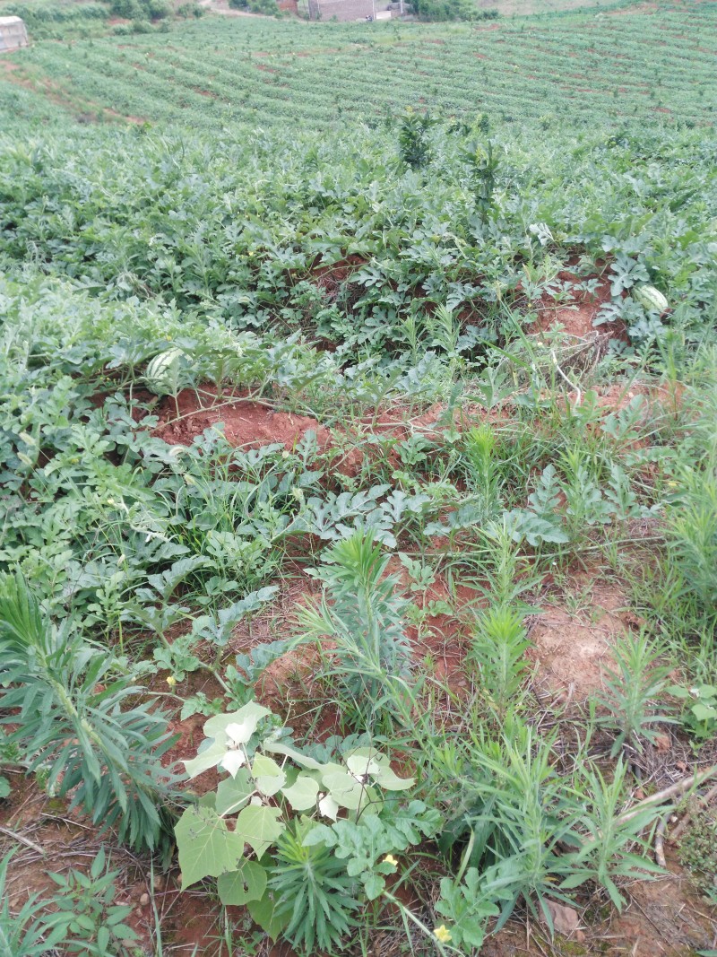 湖南早佳8424西瓜7斤打底9成熟1茬