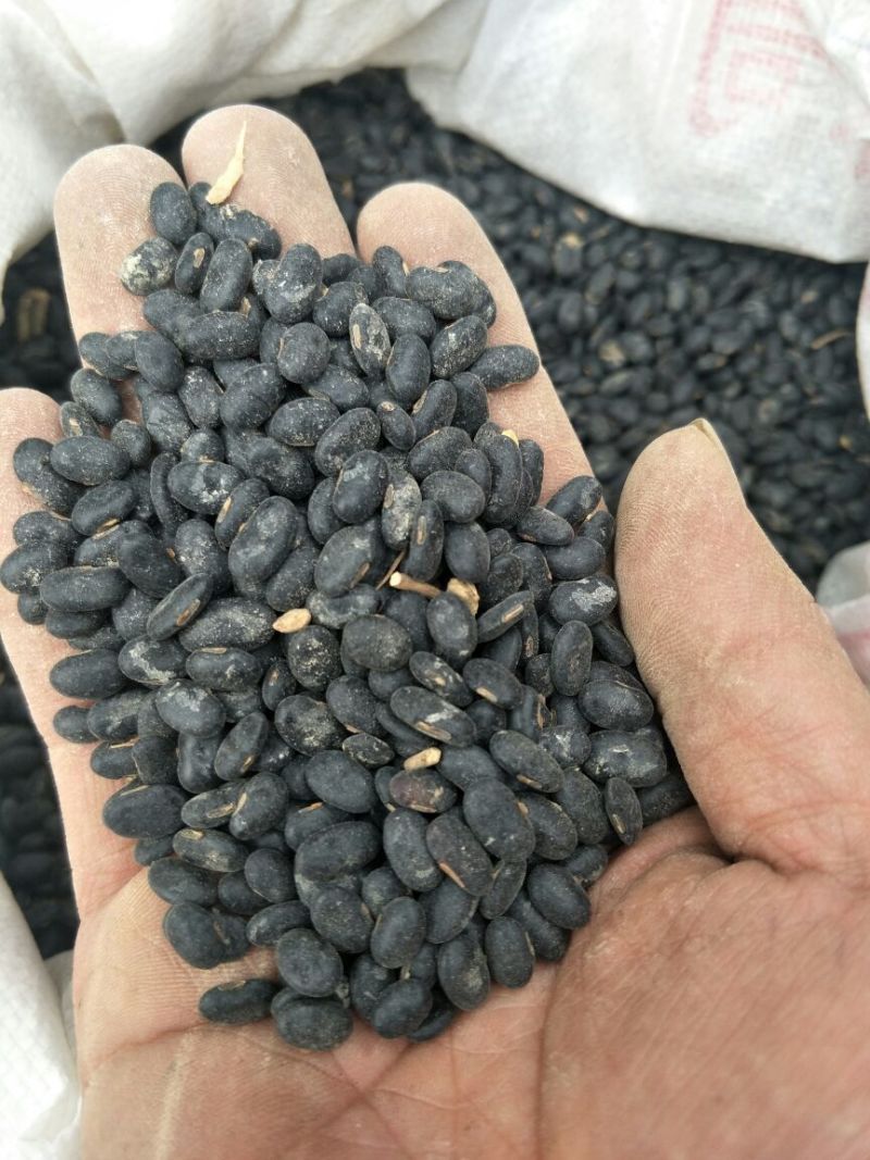 乌皮黄仁豆散装