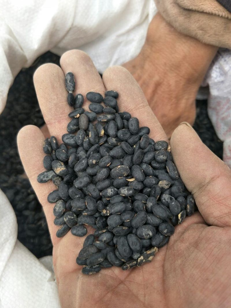 乌皮黄仁豆散装