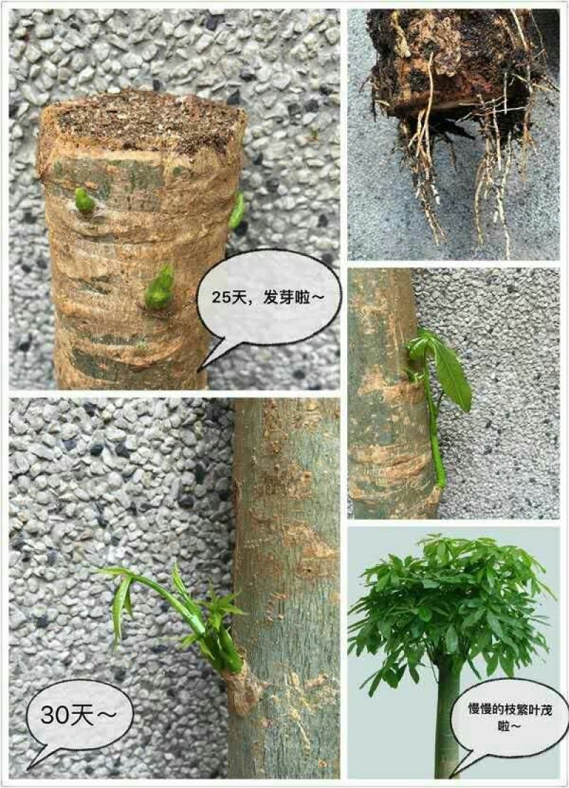 发财树带盆栽好