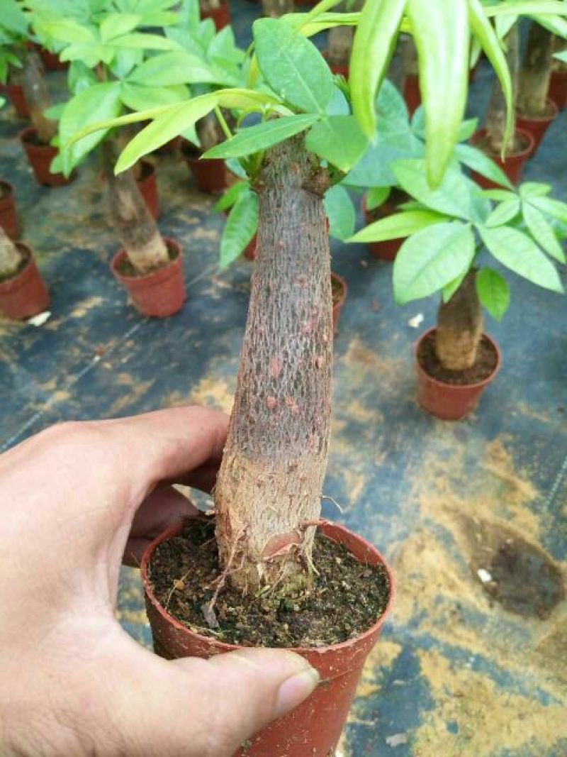 发财树带盆栽好