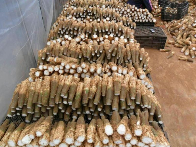 发财树带盆栽好