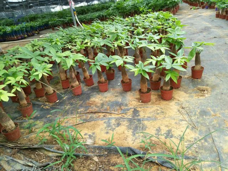 发财树带盆栽好