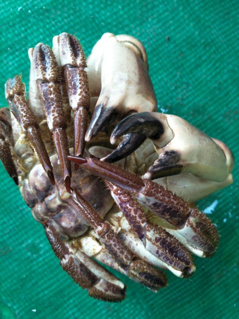 面包蟹食用