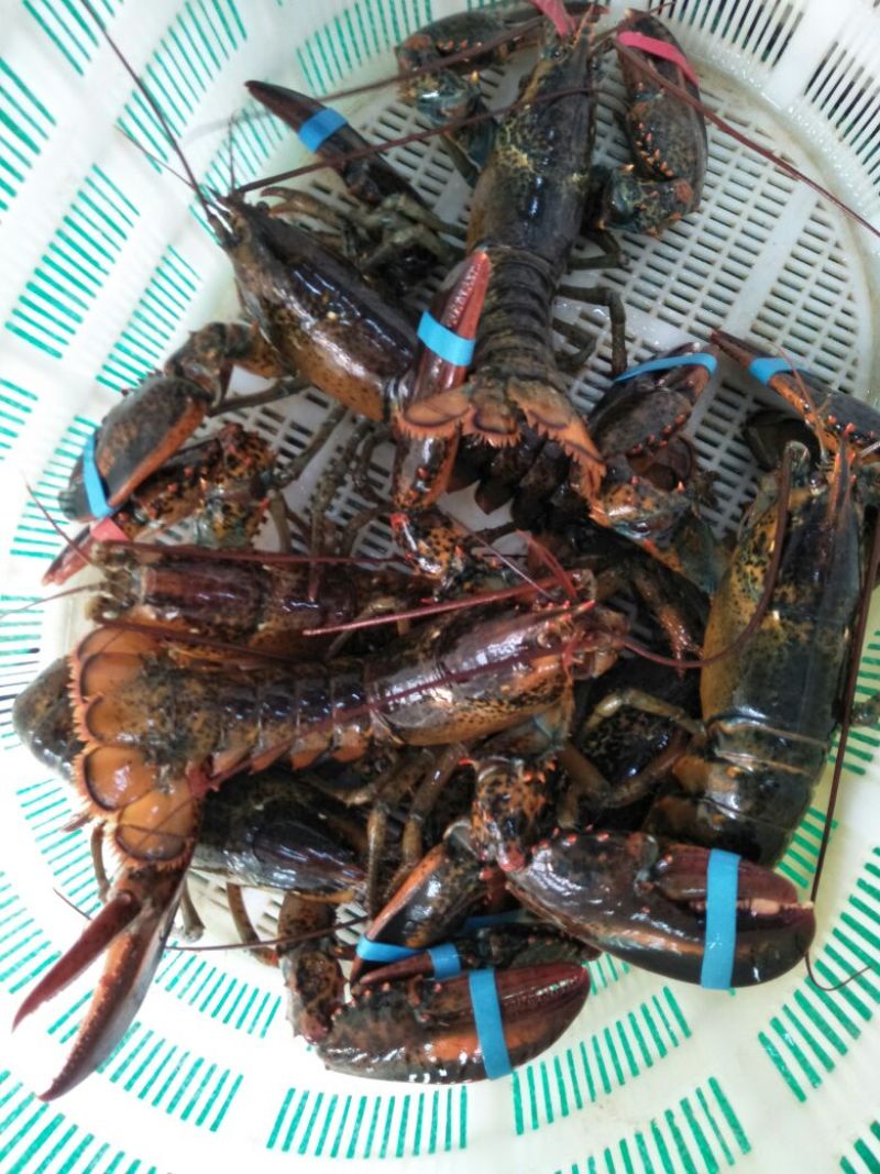 面包蟹食用