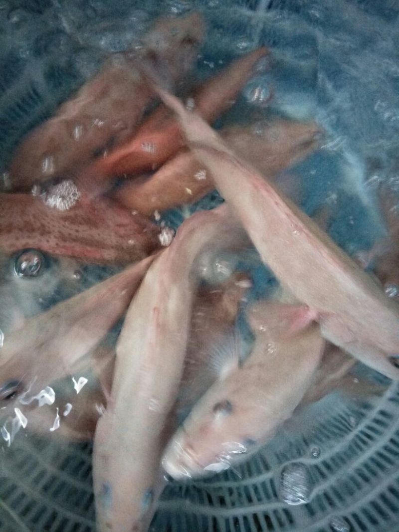 面包蟹食用