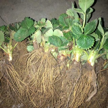 草莓苗成品草莓苗出售基