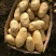 荷兰十五土豆精品3两以上