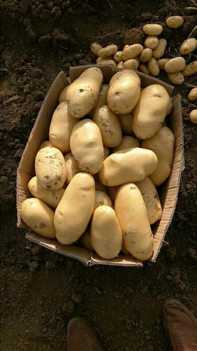 荷兰十五土豆精品3两以上