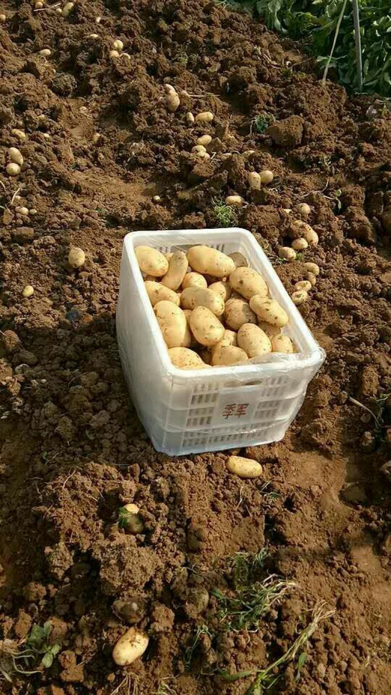 荷兰十五土豆精品3两以上