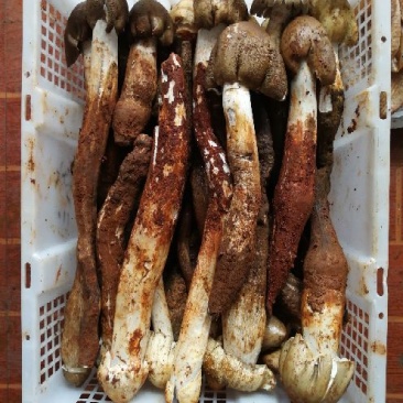 野生菌一级