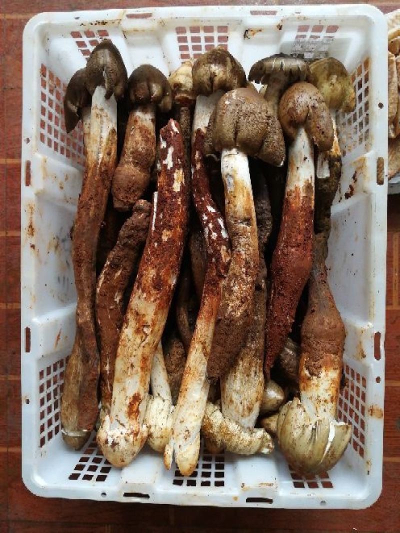 野生菌一级