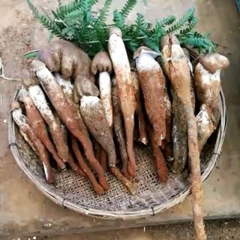 野生菌一级