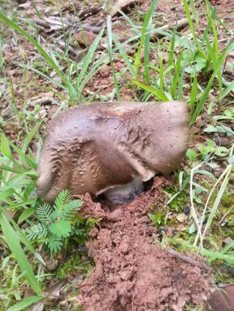 野生菌一级