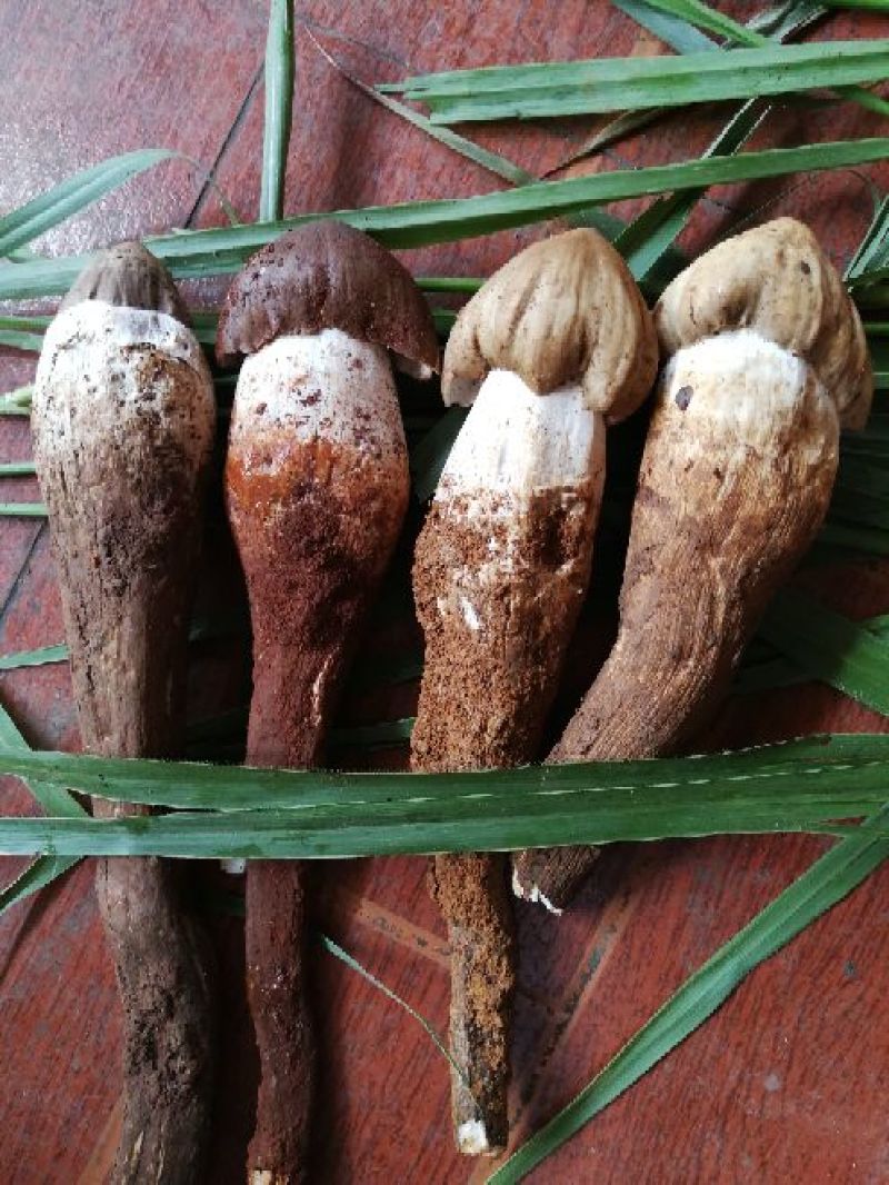 野生菌一级