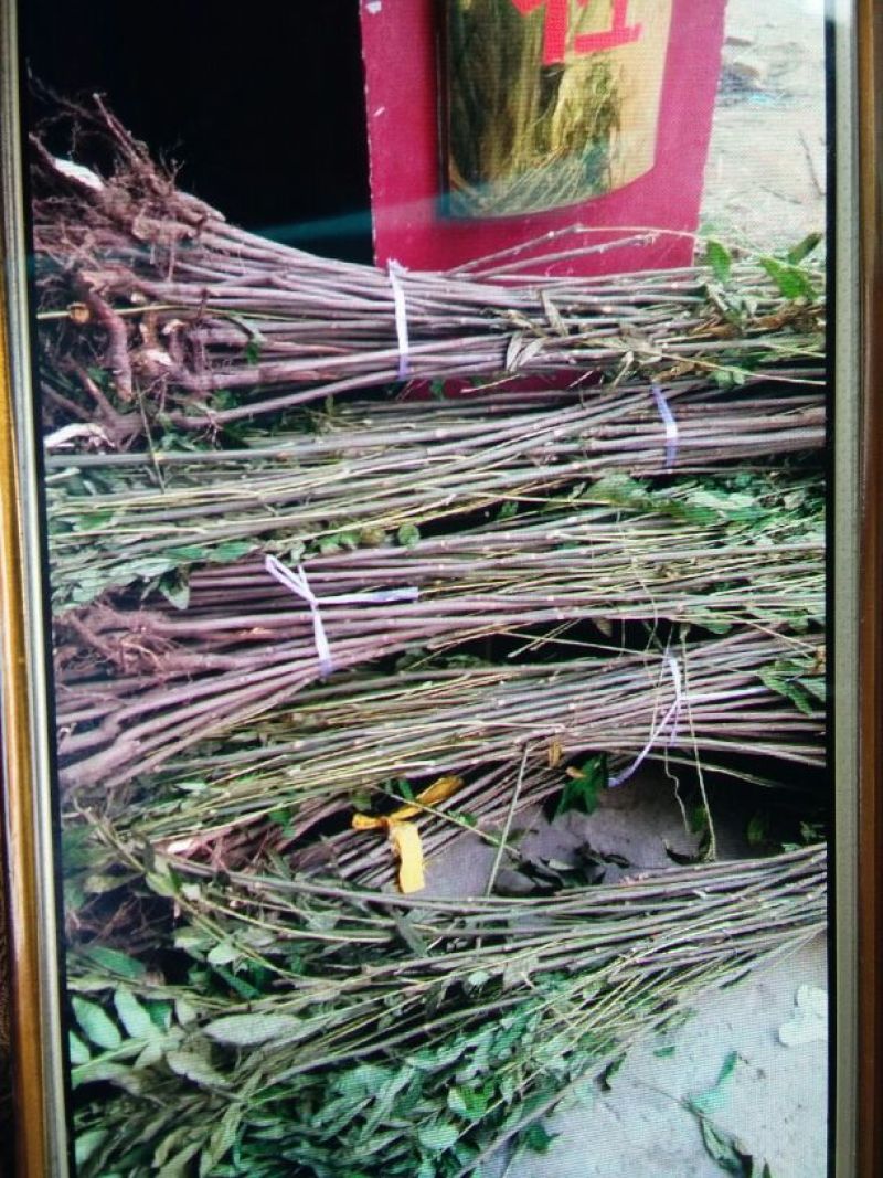 红叶香椿苗大棚60~70cm