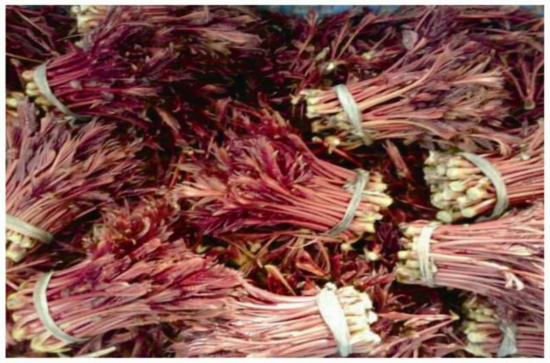 红叶香椿苗大棚60~70cm