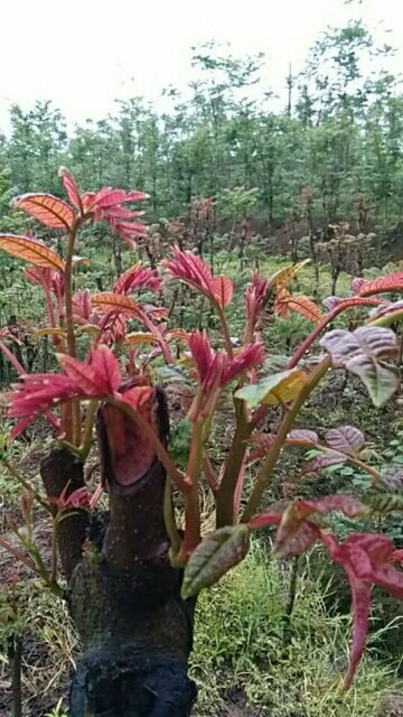 红叶香椿苗大棚60~70cm