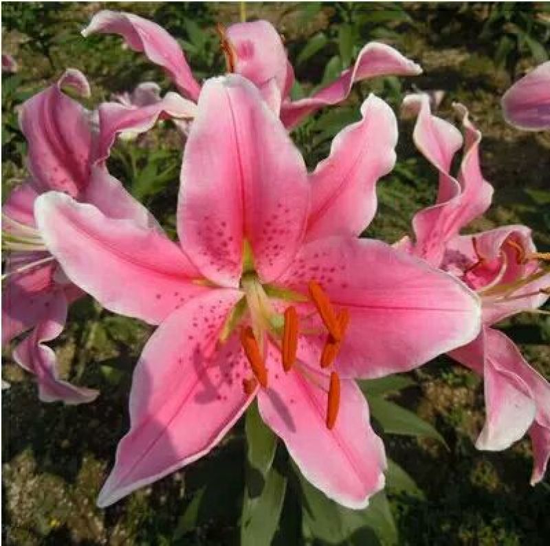 重瓣香水百合种球大花苗室内阳台四季开花盆栽植物花卉带芽发