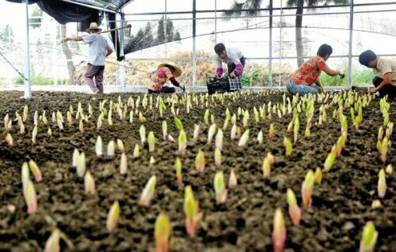 重瓣香水百合种球大花苗室内阳台四季开花盆栽植物花卉带芽发